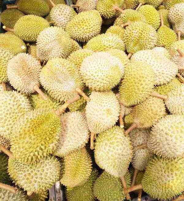 Ah Dong Durian JB