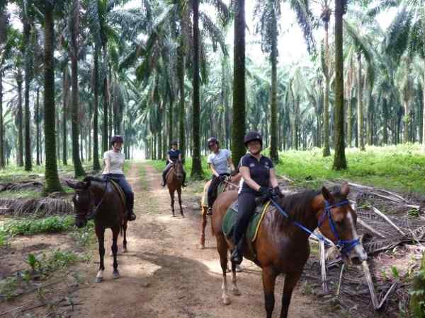 Amigos Horse Riding