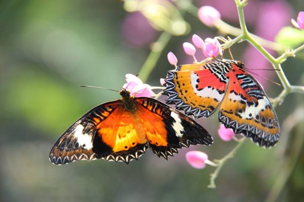 Butterfly Santuary Melaka