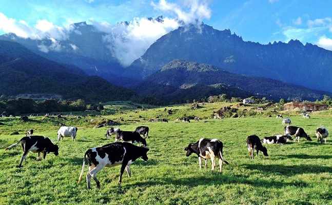 Desa Dairy Farm Kundasang
