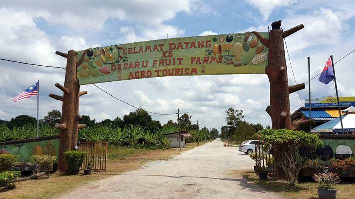 Desaru Fruit Farm: 10 Fun Things To Do In Farm On Your First Visit