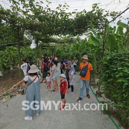 Desaru Fruit Farm Trip