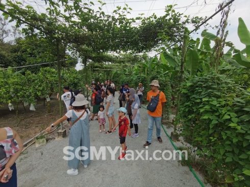 Desaru Fruit Farm Trip