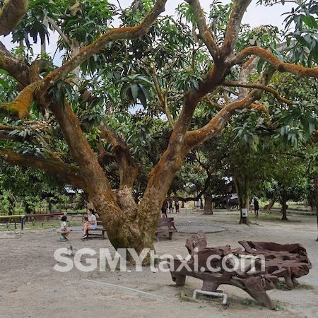 Desaru Fruit Farm Trip