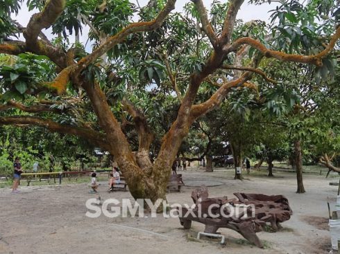 Desaru Fruit Farm Trip