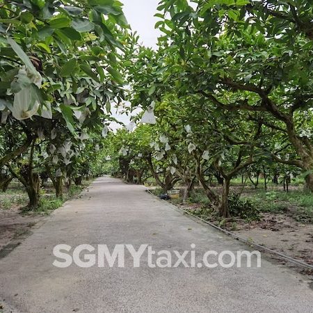 Desaru Fruit Farm Trip