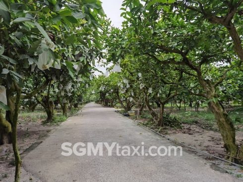 Desaru Fruit Farm Trip