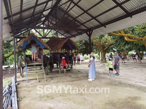 Desaru Fruit Farm Trip