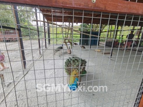 Desaru Fruit Farm Trip