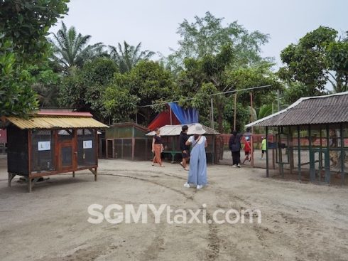 Desaru Fruit Farm Trip