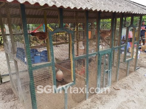 Desaru Fruit Farm Trip