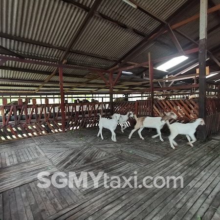 Desaru Fruit Farm Trip