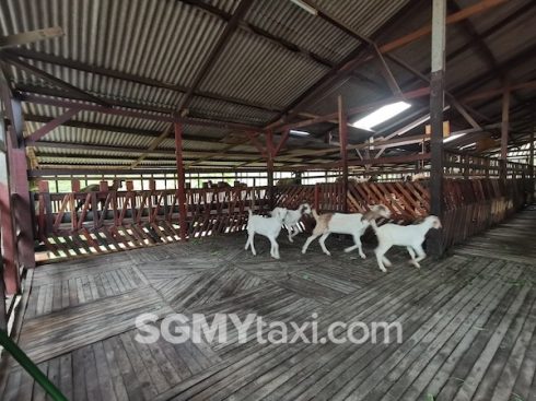 Desaru Fruit Farm Trip