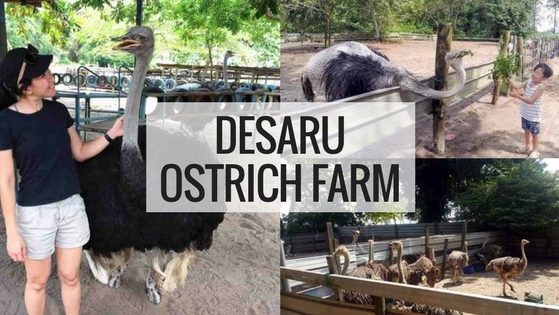 Desaru Ostrich Farm In JB Desaru Ostrich Farm In JB