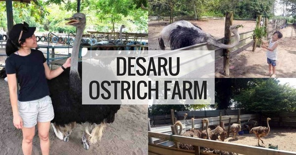 Desaru Ostrich Farm In JB