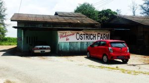 Desaru Ostrich Farm JB