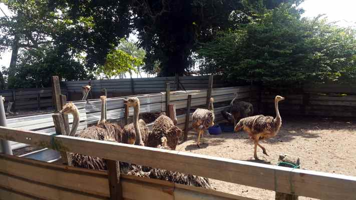 Desaru Ostrich Farm, Johor