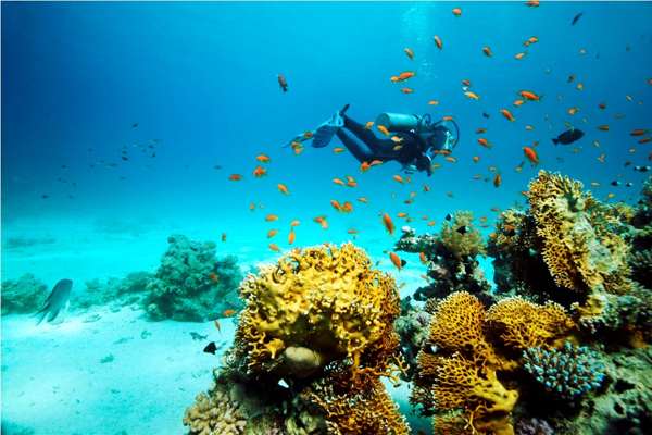 You will see the coral and nemo fish when diving in Pulau Sibu