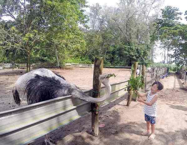 Feed Ostrich With Vege In Desaru Ostrich Farm