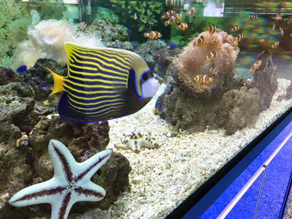 Fishes in Pusat Ikan Hiasan PD