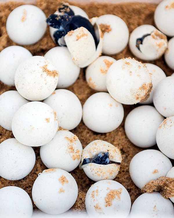 Juara Turtle Project Tioman Eggs Hatching
