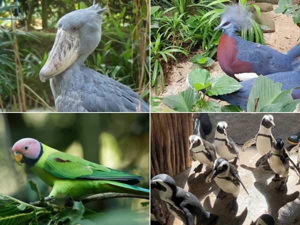 Variety of Birds In Jurong Bird Park Singapore
