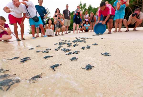 Top 15 Best Dive Sites In Malaysia EK 168 Transport