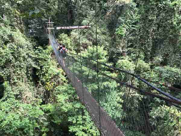 Mulu National Park Hanging Bridge View