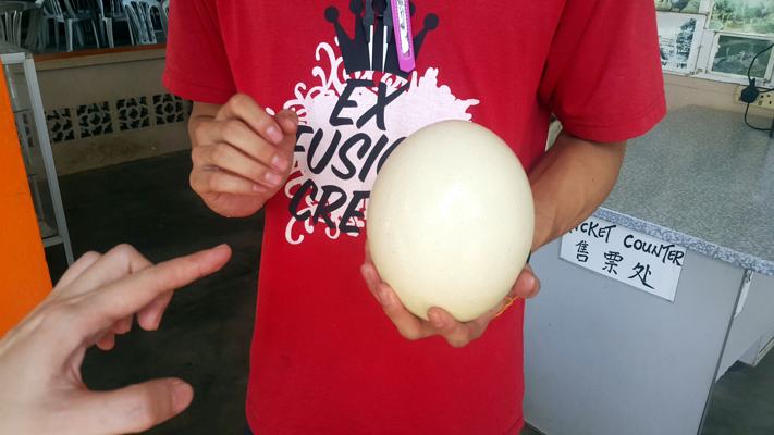 You Can Touch The Ostrich Egg at Desaru Ostrich Farm