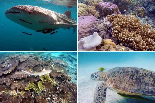 Turtles, Whale Shark & Flora Found When Scuba Diving in Redang Island