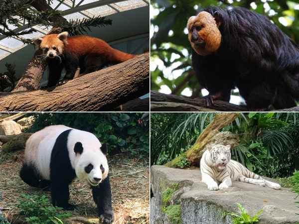 新加坡河川生态园的动物