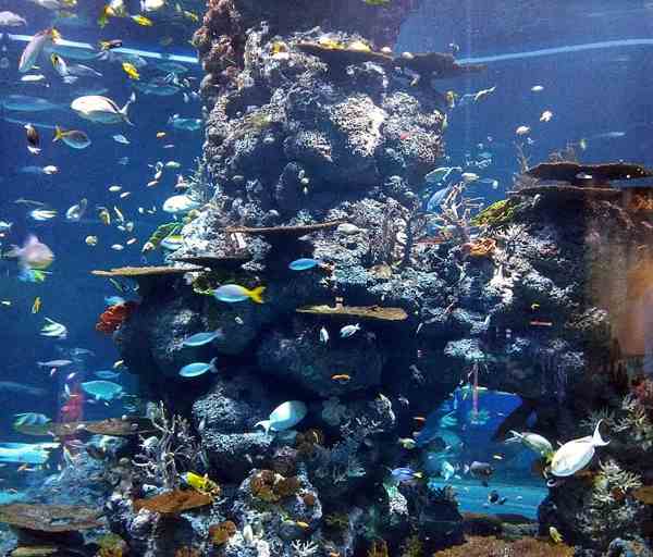 新加坡海洋馆里的鱼儿