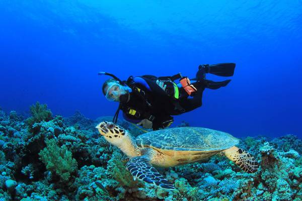 Sea Turtle & Scuba Diver at Pulau Aur