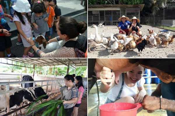 Getting Up Close With Animals such as milk feeding, cow milking and many more at Sinar Eco Resort 