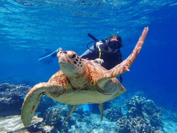 Underwater View in Sipadan Island