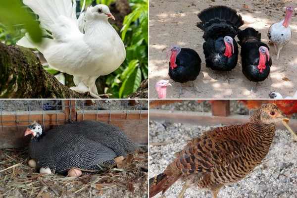 Many animals can be found in Sri Tanjung Leisure Farm