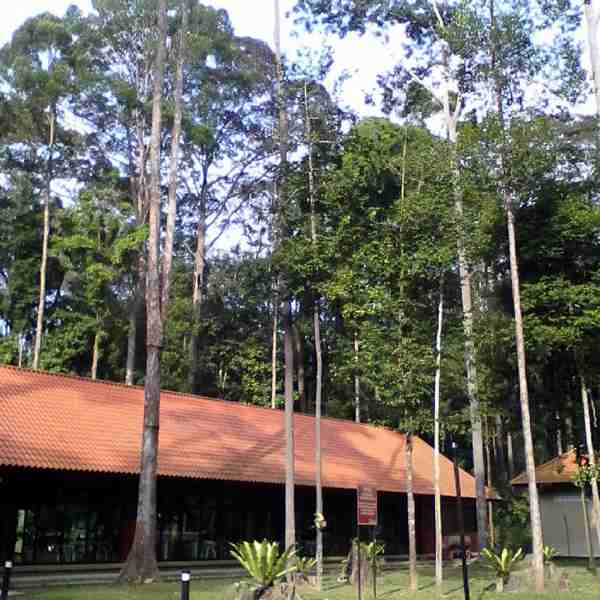 Sungai Menyala PD Rainforest