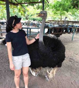 Desaru Ostrich Farm: Discover Chickaboo In Johor Bahru (JB)