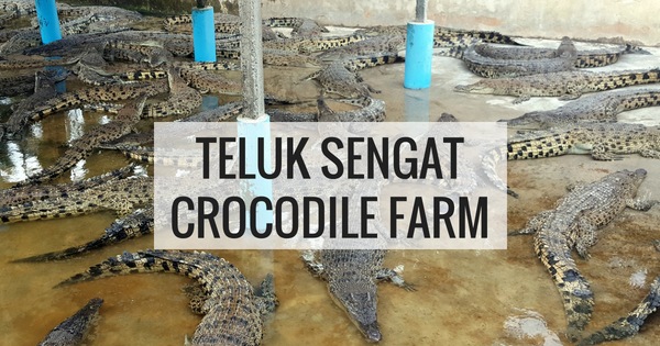 Teluk Sengat Crocodile Farm Image