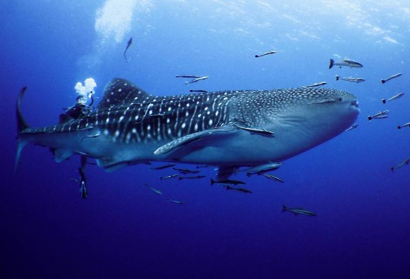Whale Shark In Tenggol Island Diving Sites