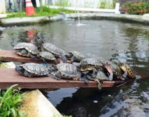 The Live Turtle & Tortoise Museum