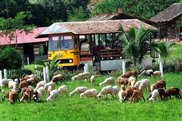 UK Farm Kluang Bus Tour
