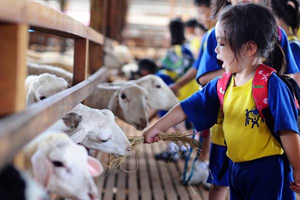 Tourists Can Feed Goat at Goat Pens, UK Farm Kluang