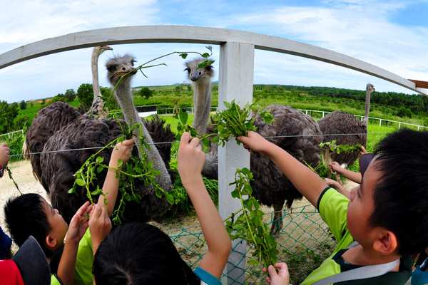 UK Farm Kluang Ostrich Farm