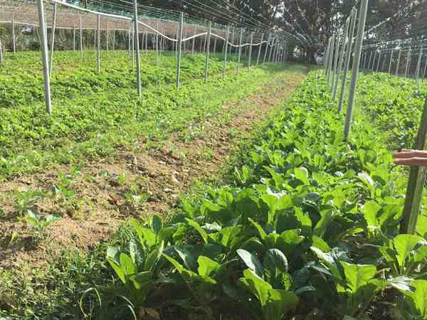 Uncle Lim Farm Batu Pahat Vegetables