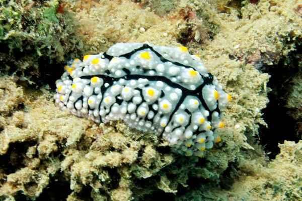 Underwater creature at Pulau Tinggi