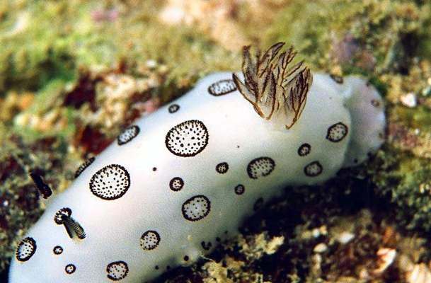 This is a Nudibranch. They are often called sea-slugs, and their colors and designs are striking. This little guy found in Pulau Sibu was about 3 cm long.