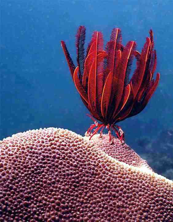 This red beauty is a Crinoid, often called a feather-star found in underwater at Sibu Island