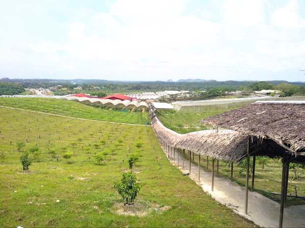 Zenxin Organic Farm View