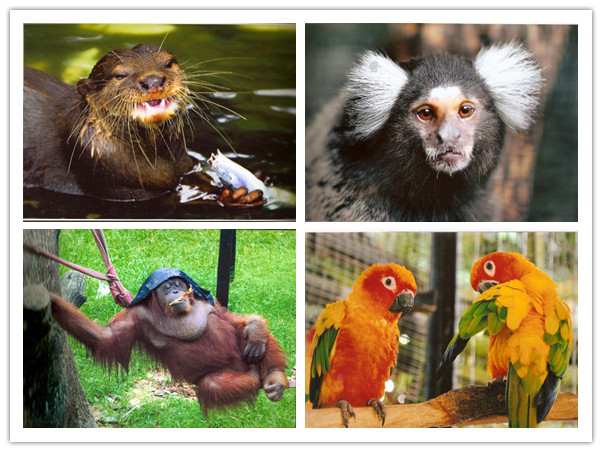 Various Species Animals In Zoo Johor, Malaysia